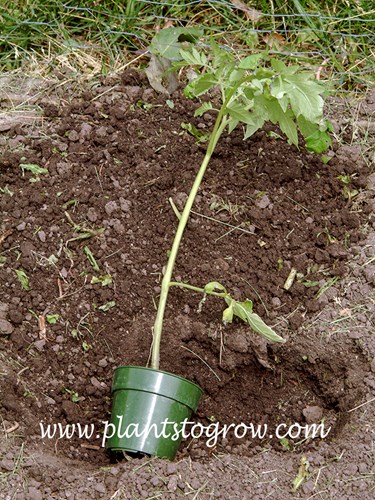 trenching Tomatoes
This is a 10-12 inch leggy tomato plant. Instead of planting and then needing to stake, the stem can be bent and buried in a trench.